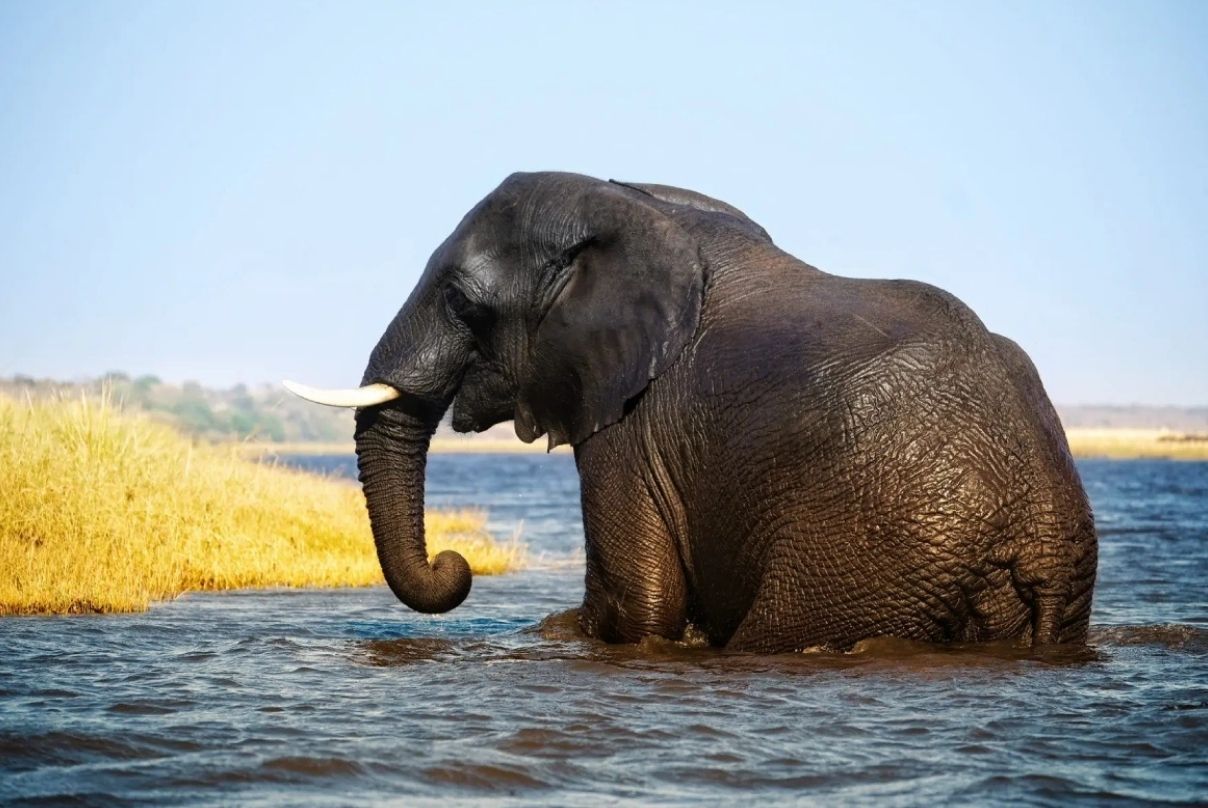 Victoria Falls Activities (2)